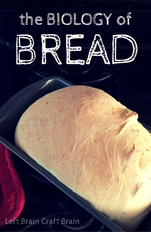 the Biology of bread left brain craft brain