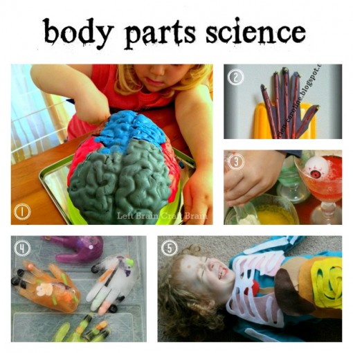 Body Parts Science Left Brain Craft Brain