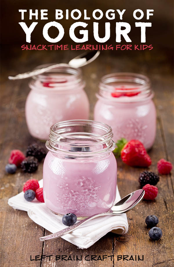 Learn all about the biology of yogurt and why it's good for us by making a homemade batch of it. It's tasty snack time STEM learning for kids!