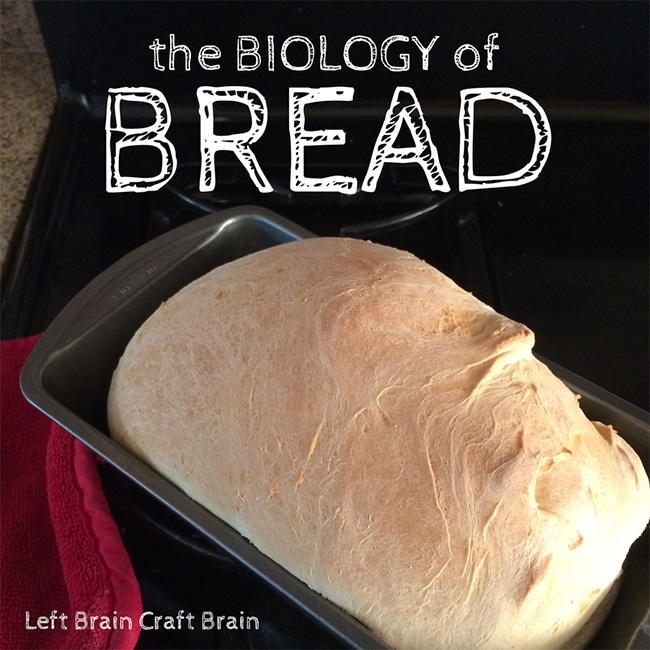 Biology of Bread Left Brain Craft Brain FB