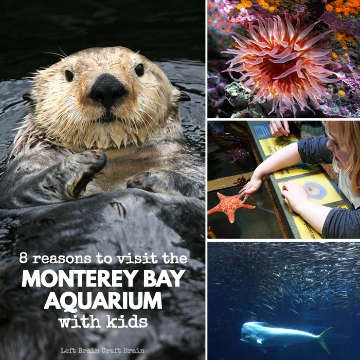 8 Reasons to Visit the Monterey Bay Aquarium with Kids FB