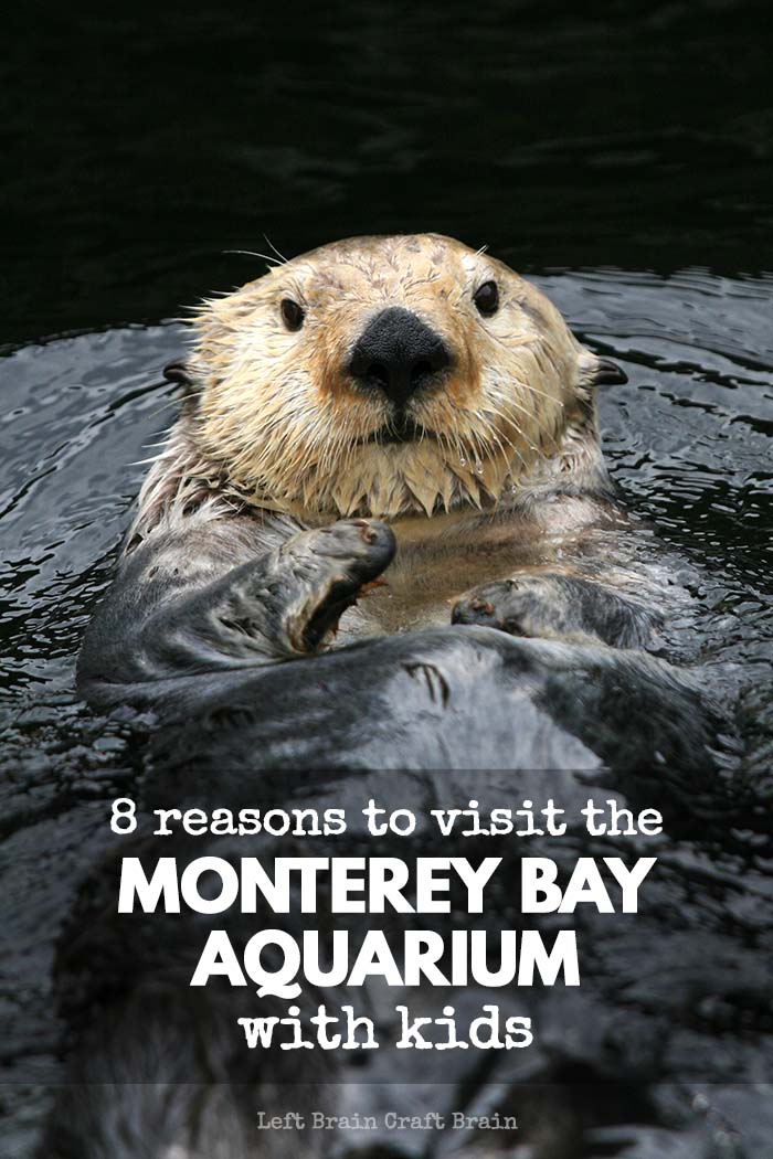 From otters, to hands-on science to 28,000 sardines, the Monterey Bay Aquarium has all sorts of cool things that kids will love.