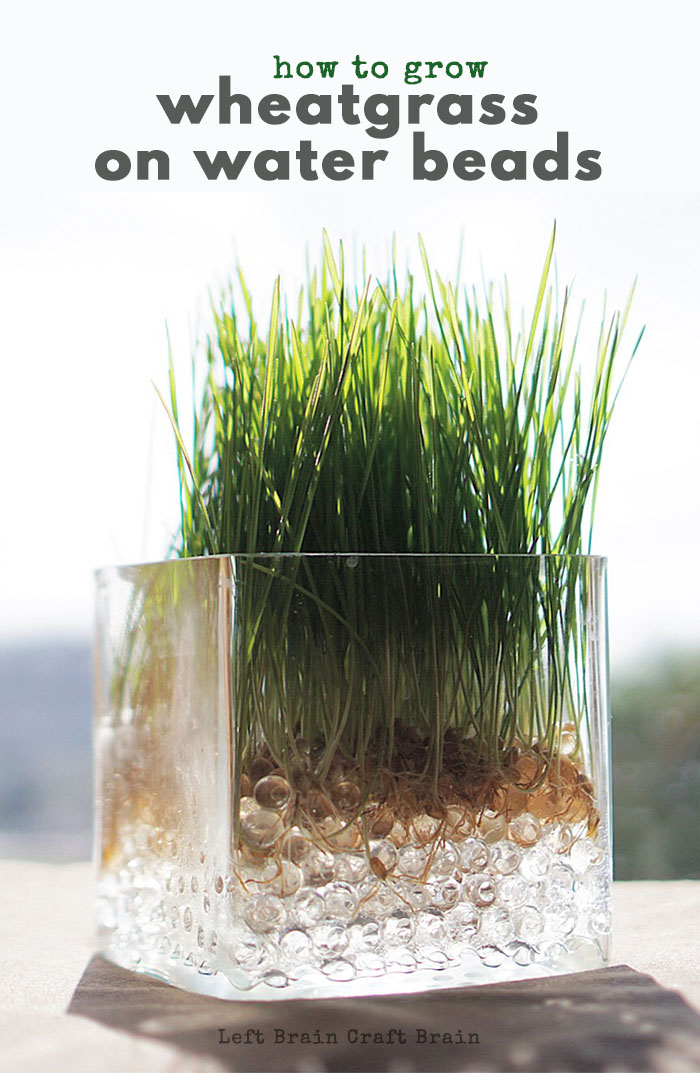 Grow a vase full of wheatgrass on water beads for a fast growing science activity for kids. Perfect for teaching the plant life cycle.