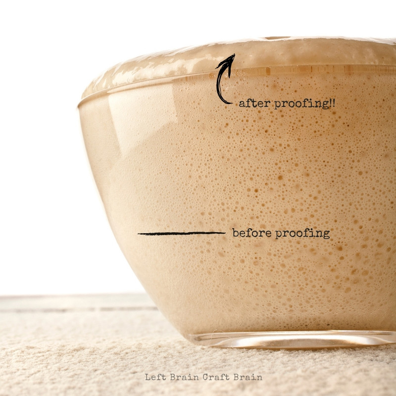 bread science: yeast proofing in bowl in this yeast science experiment