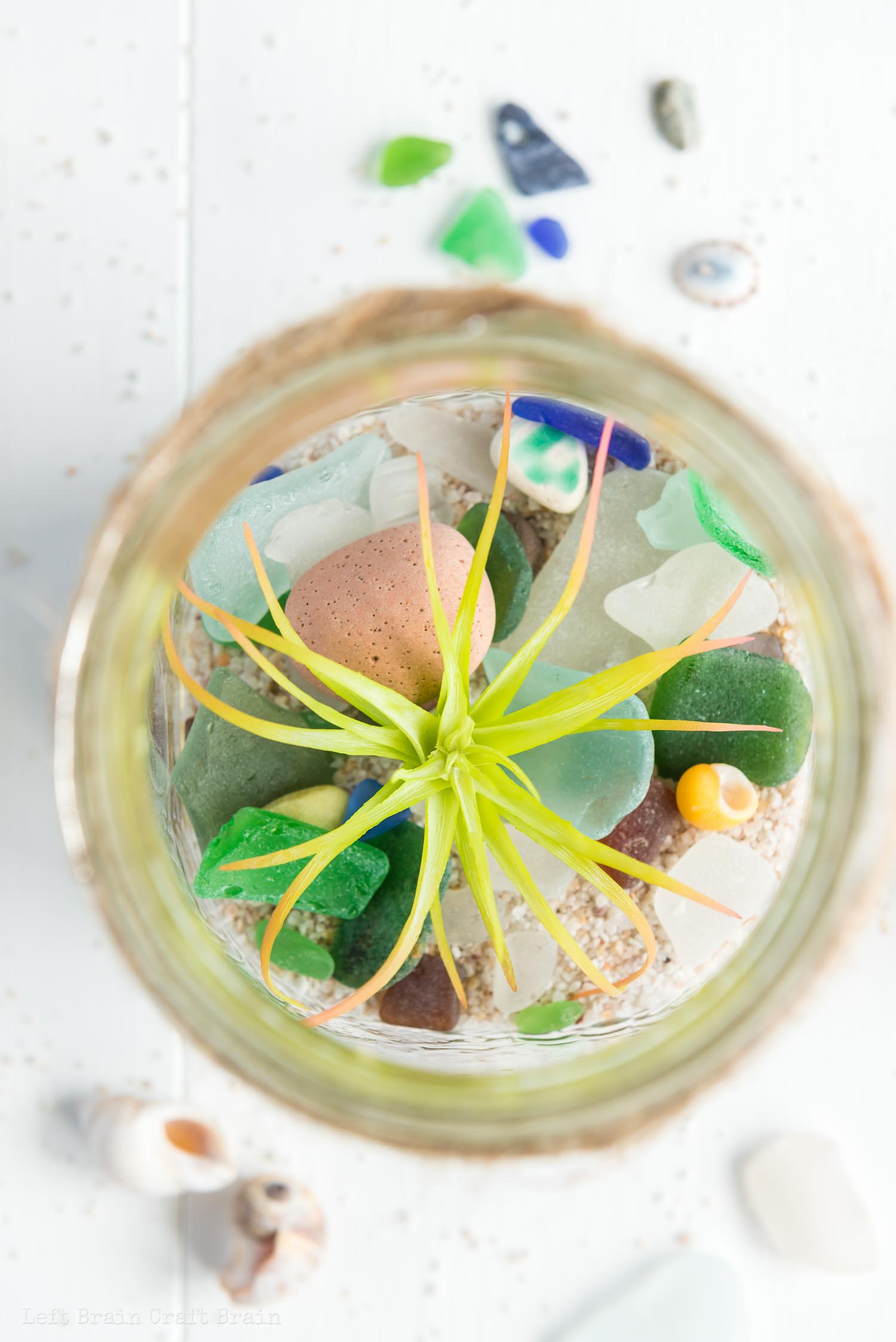 overhead closeup of air plant in jar on rocks and sea glass