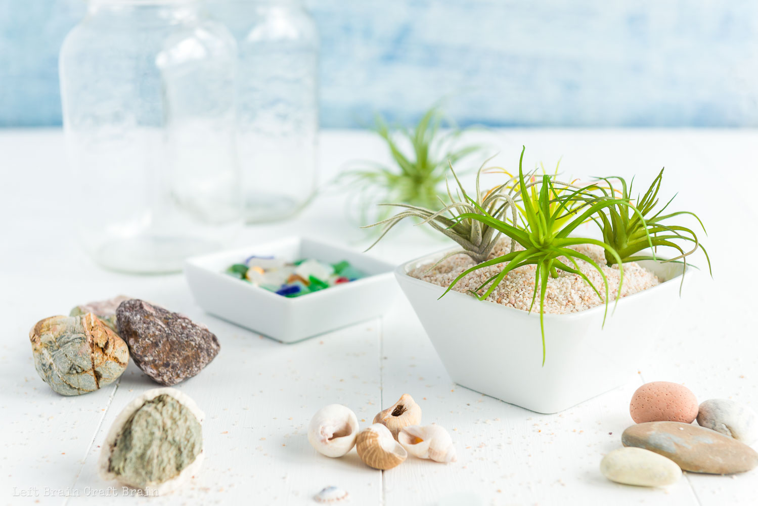 supplies you need to make an air plant terrarium glass jars rocks shells sea glass sand air plants