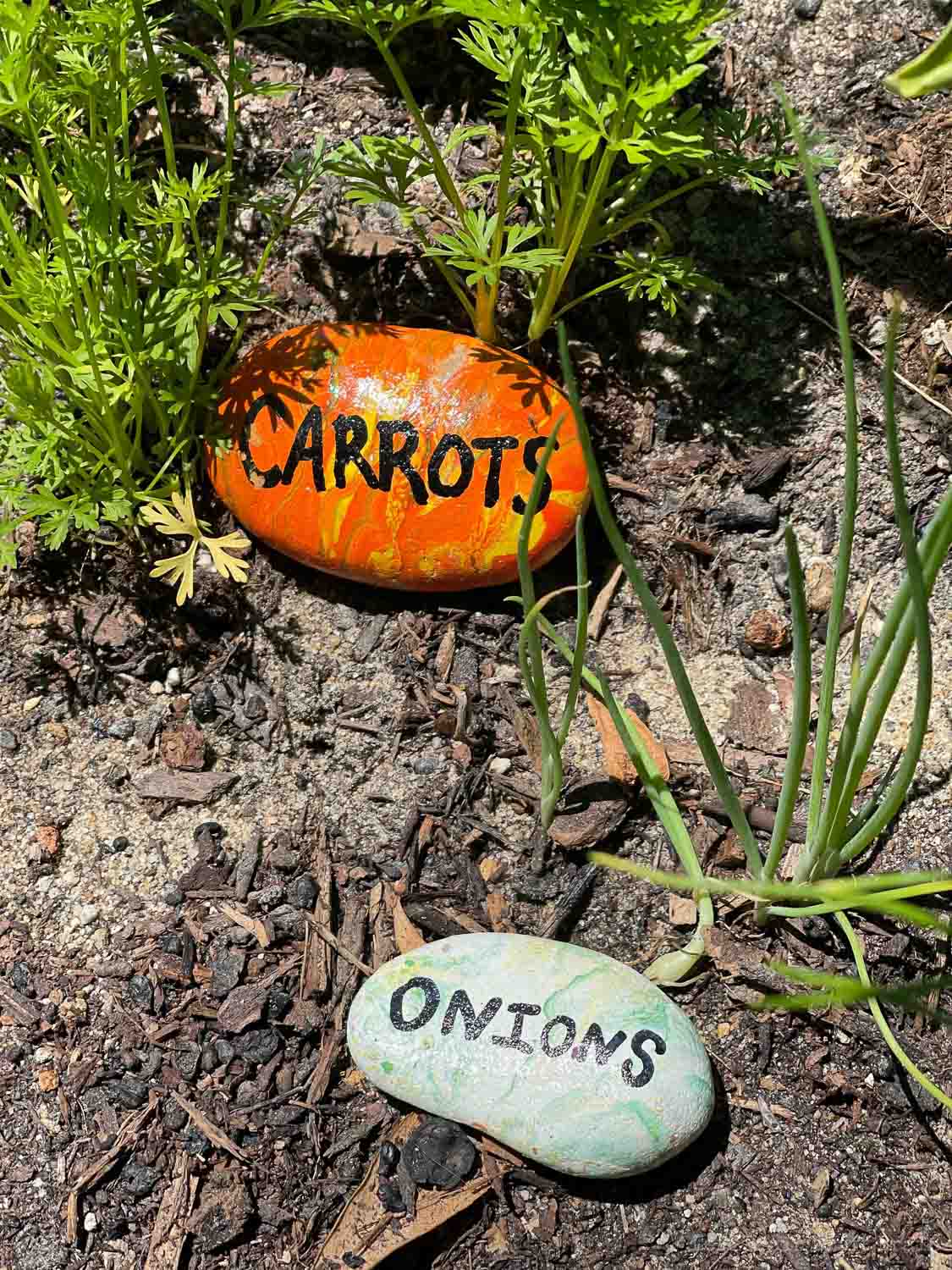 orange and white painted rocks in soil carrots and onions pour painted rock garden markers