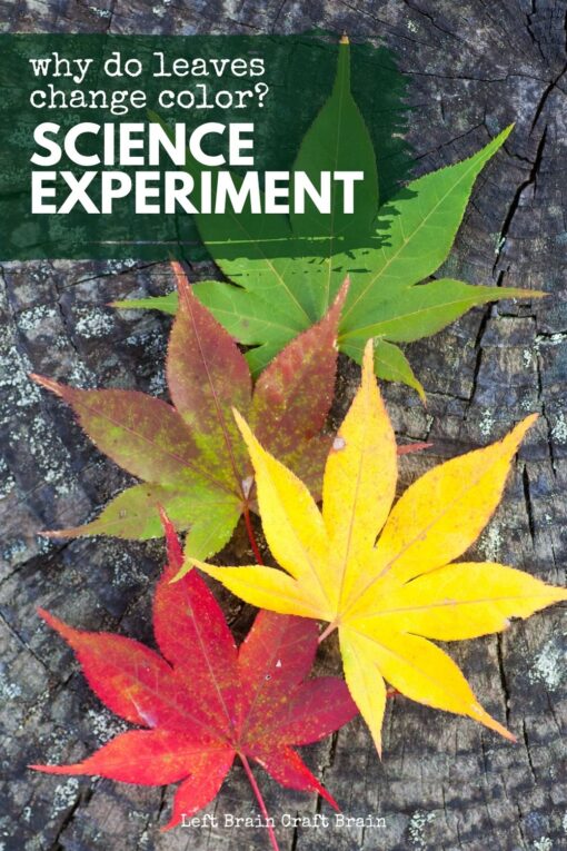 Answer the question Why Do Leaves Change Color with this fun science experiment for kids. It's a perfect fall STEM activity!