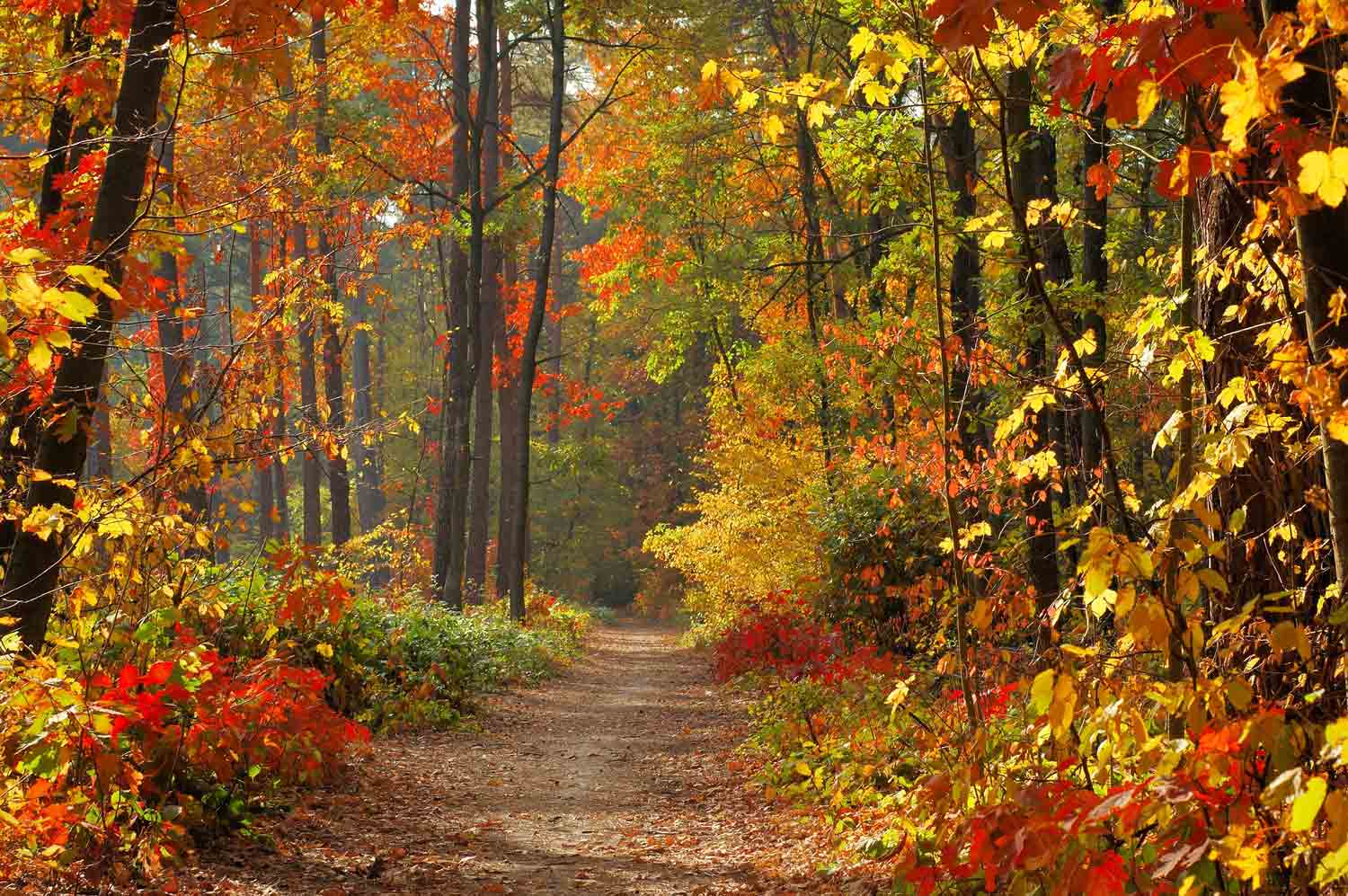 fall forest with yellow red orange and green leaves